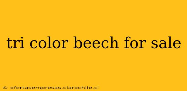tri color beech for sale