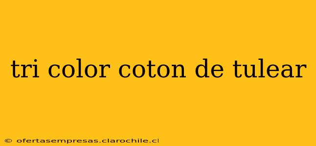 tri color coton de tulear