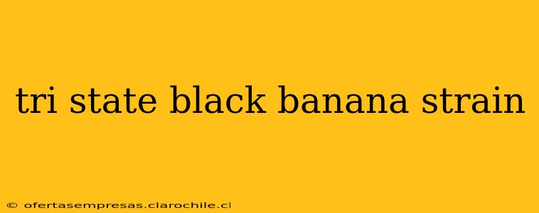 tri state black banana strain