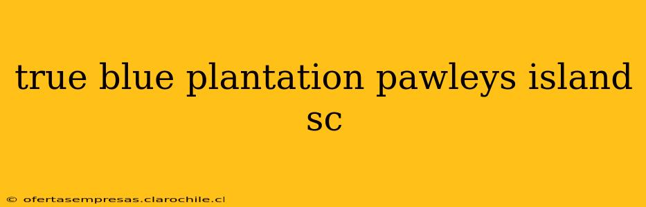 true blue plantation pawleys island sc
