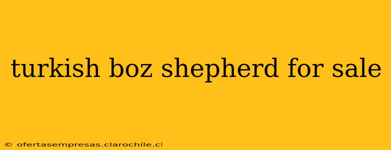 turkish boz shepherd for sale