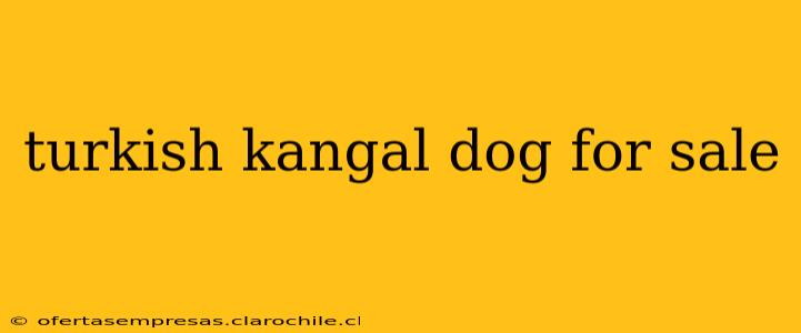turkish kangal dog for sale