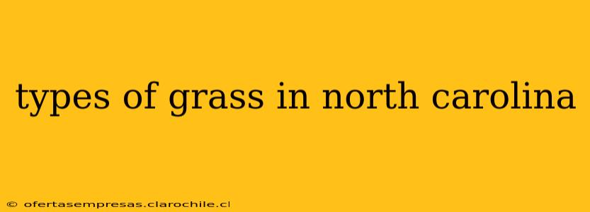 types of grass in north carolina