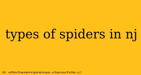 types of spiders in nj