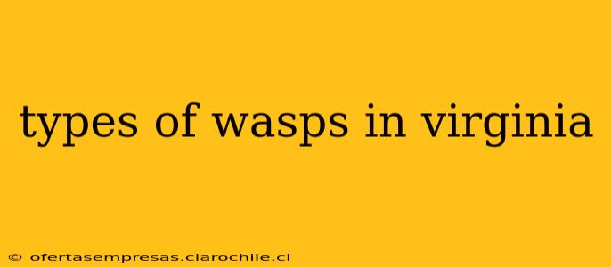 types of wasps in virginia