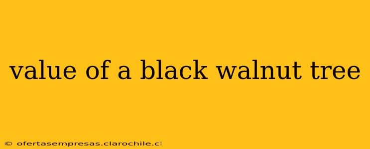 value of a black walnut tree