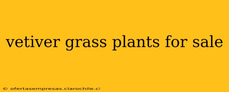 vetiver grass plants for sale