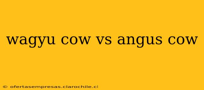 wagyu cow vs angus cow