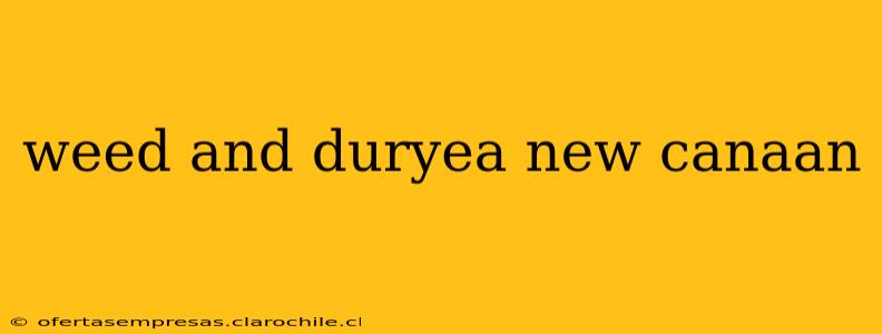 weed and duryea new canaan