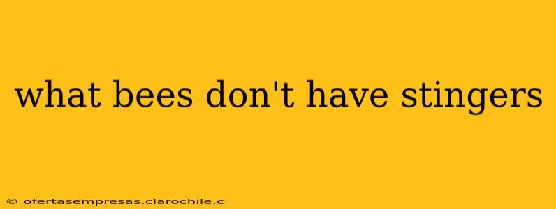 what bees don't have stingers