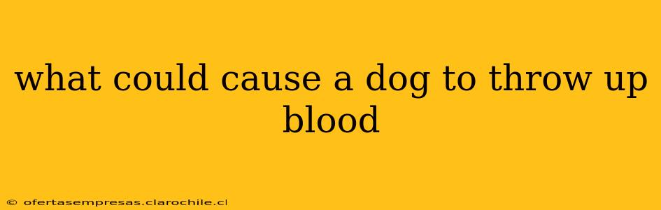 what could cause a dog to throw up blood