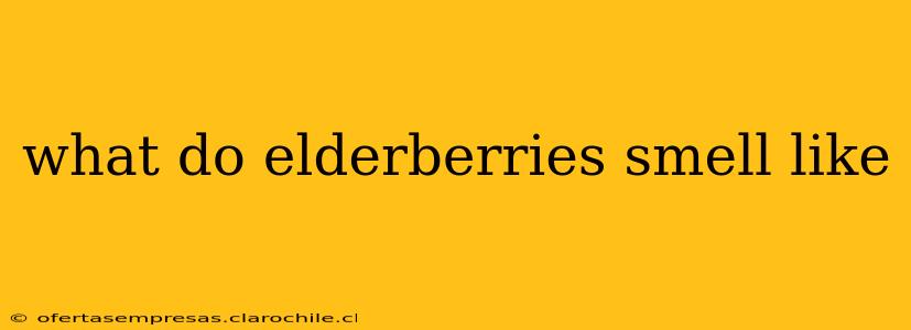 what do elderberries smell like