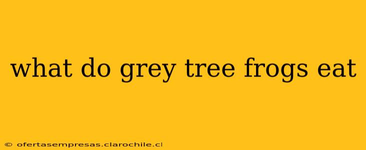 what do grey tree frogs eat