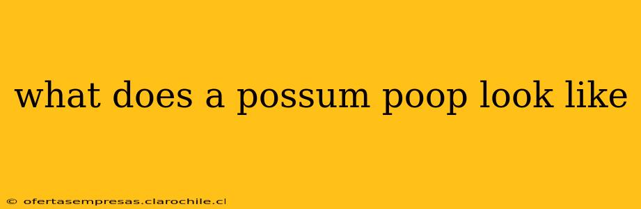 what does a possum poop look like
