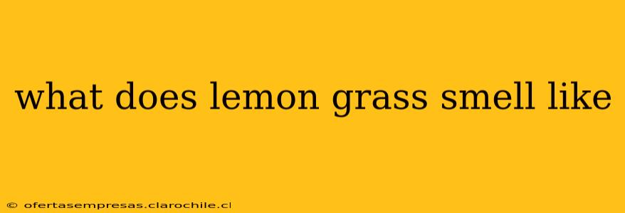 what does lemon grass smell like