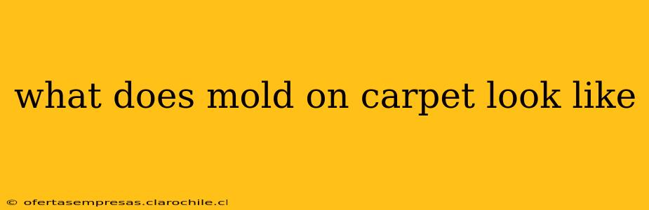 what does mold on carpet look like