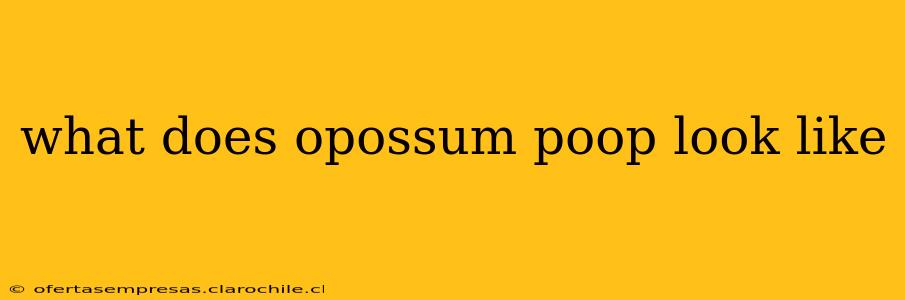 what does opossum poop look like