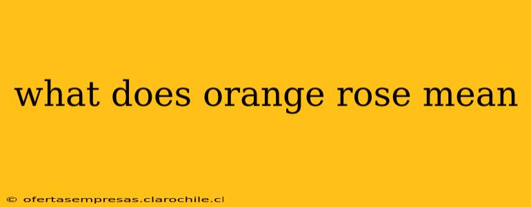 what does orange rose mean