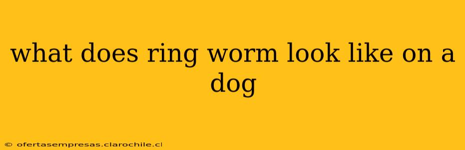 what does ring worm look like on a dog