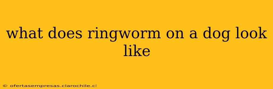 what does ringworm on a dog look like