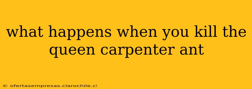 what happens when you kill the queen carpenter ant