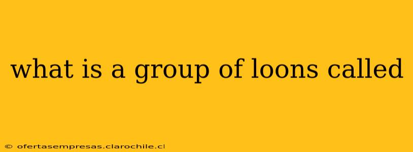 what is a group of loons called