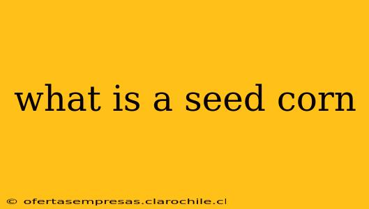 what is a seed corn