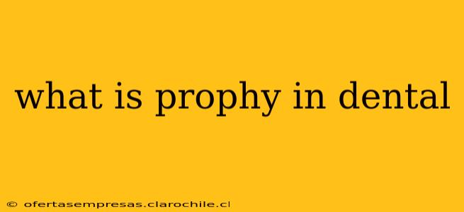 what is prophy in dental