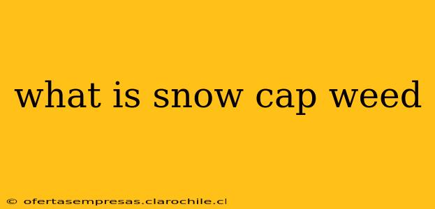 what is snow cap weed