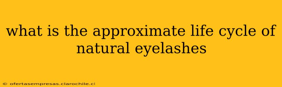 what is the approximate life cycle of natural eyelashes