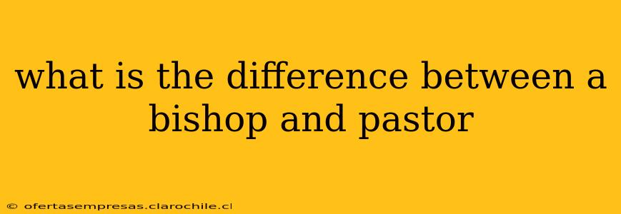 what is the difference between a bishop and pastor