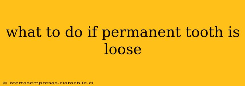 what to do if permanent tooth is loose
