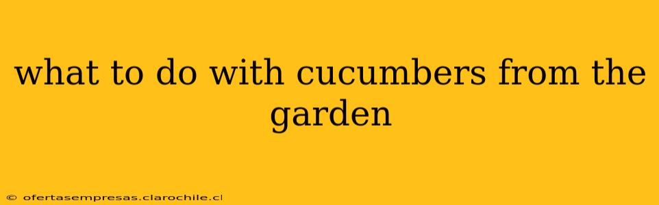 what to do with cucumbers from the garden