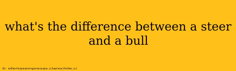 what's the difference between a steer and a bull