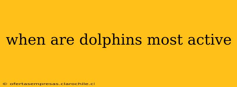 when are dolphins most active
