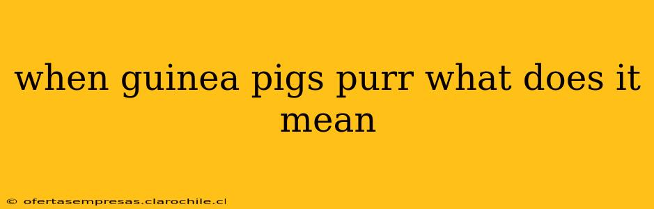 when guinea pigs purr what does it mean