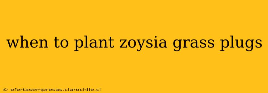 when to plant zoysia grass plugs