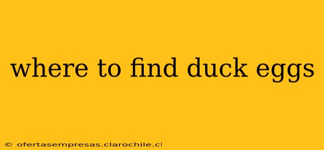 where to find duck eggs