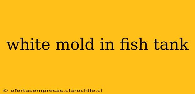 white mold in fish tank