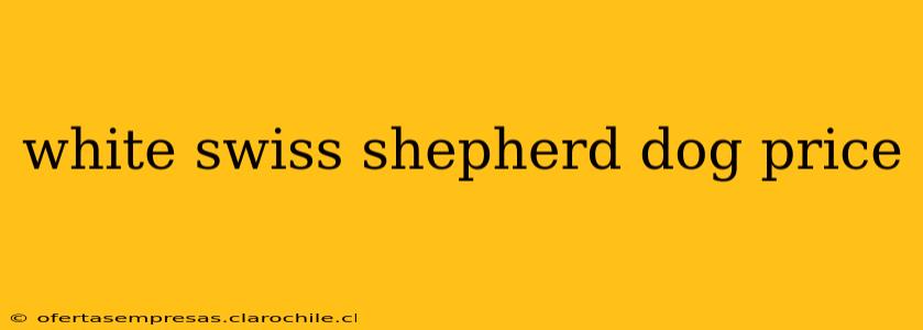 white swiss shepherd dog price