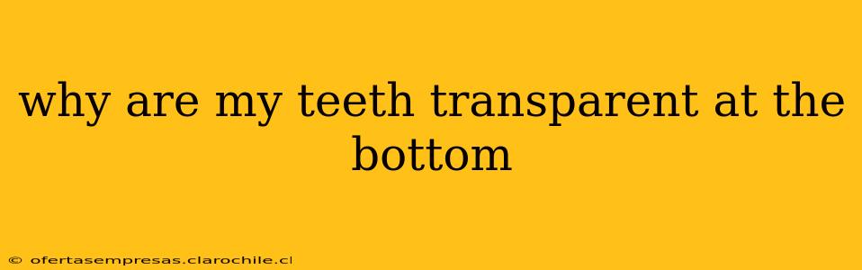 why are my teeth transparent at the bottom