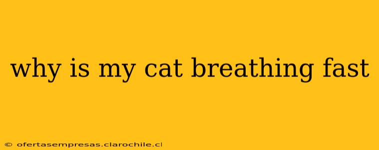 why is my cat breathing fast