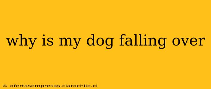 why is my dog falling over
