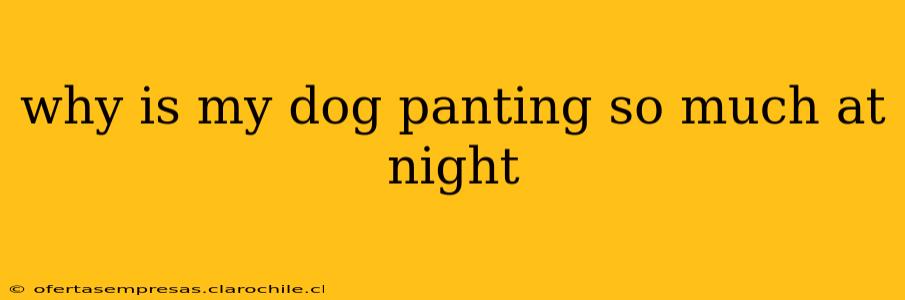 why is my dog panting so much at night