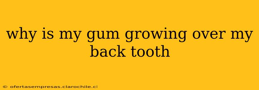 why is my gum growing over my back tooth