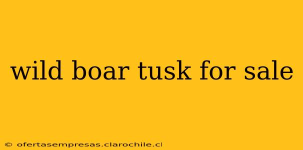 wild boar tusk for sale