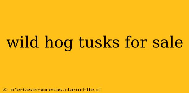 wild hog tusks for sale