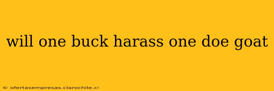 will one buck harass one doe goat