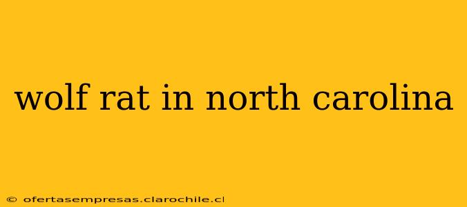 wolf rat in north carolina