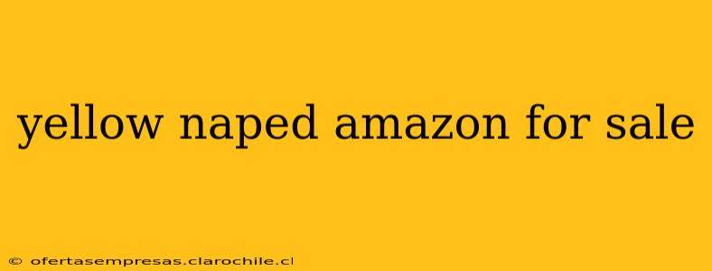 yellow naped amazon for sale